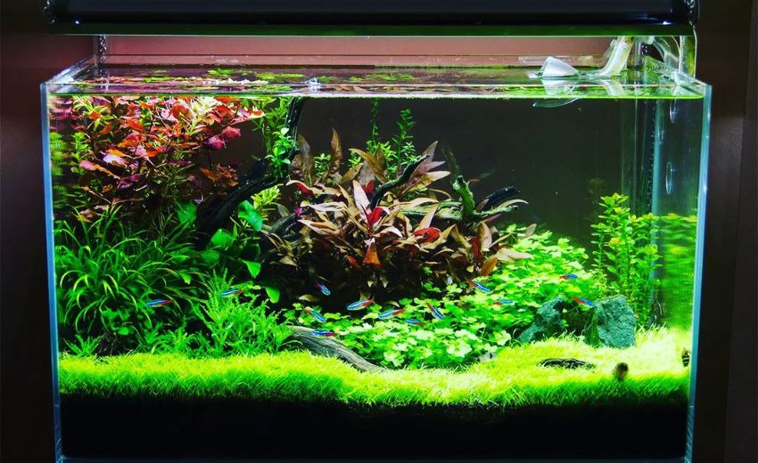 17 Artificial Grass Ideas for Aquariums