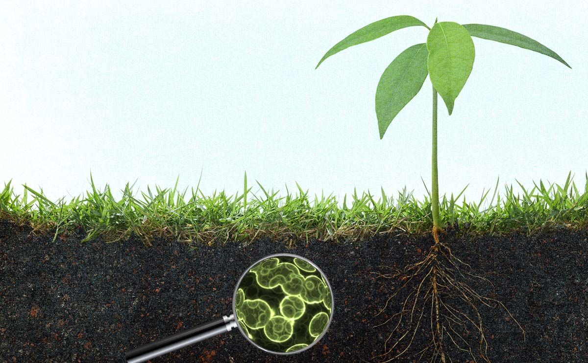 soil microbes and plant growth