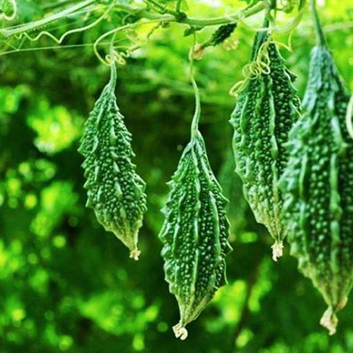 Advantages Of Bitter Gourd For Your Healthy And Fit Body