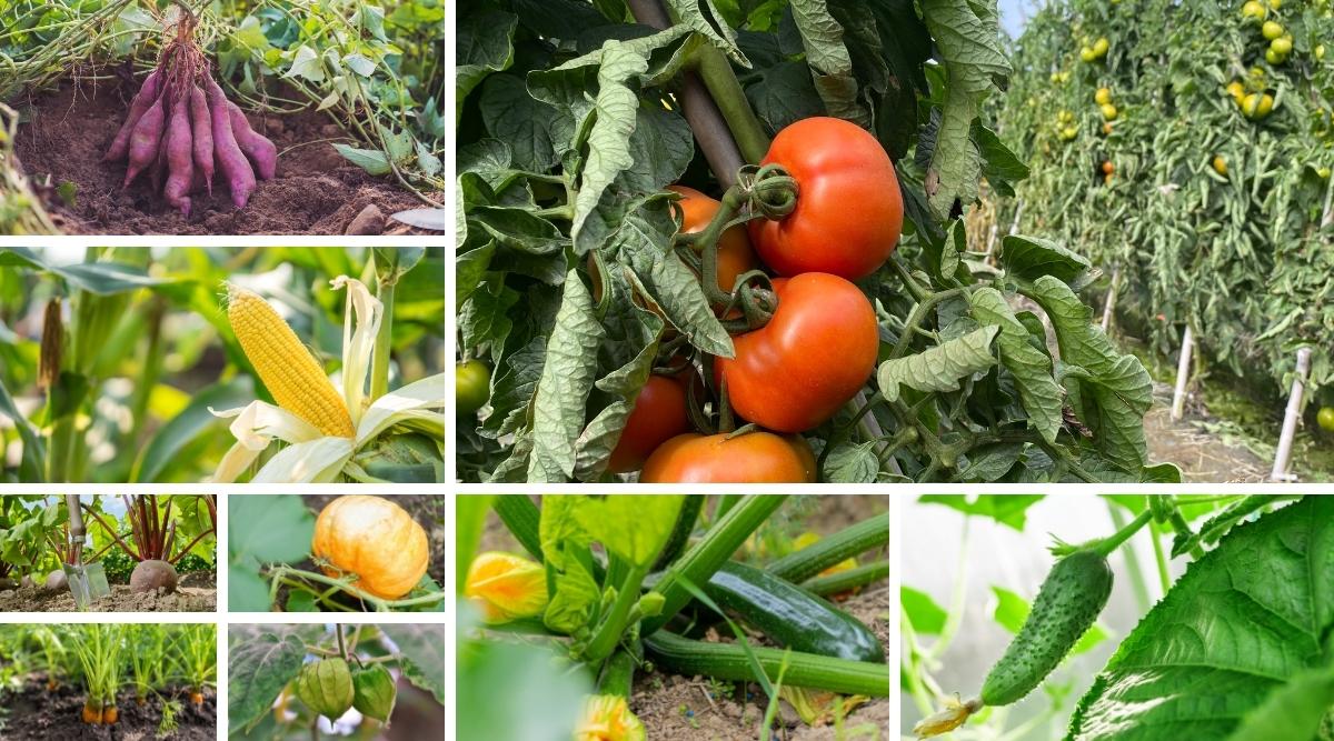List of Vegetables That Grow Well in a Drought