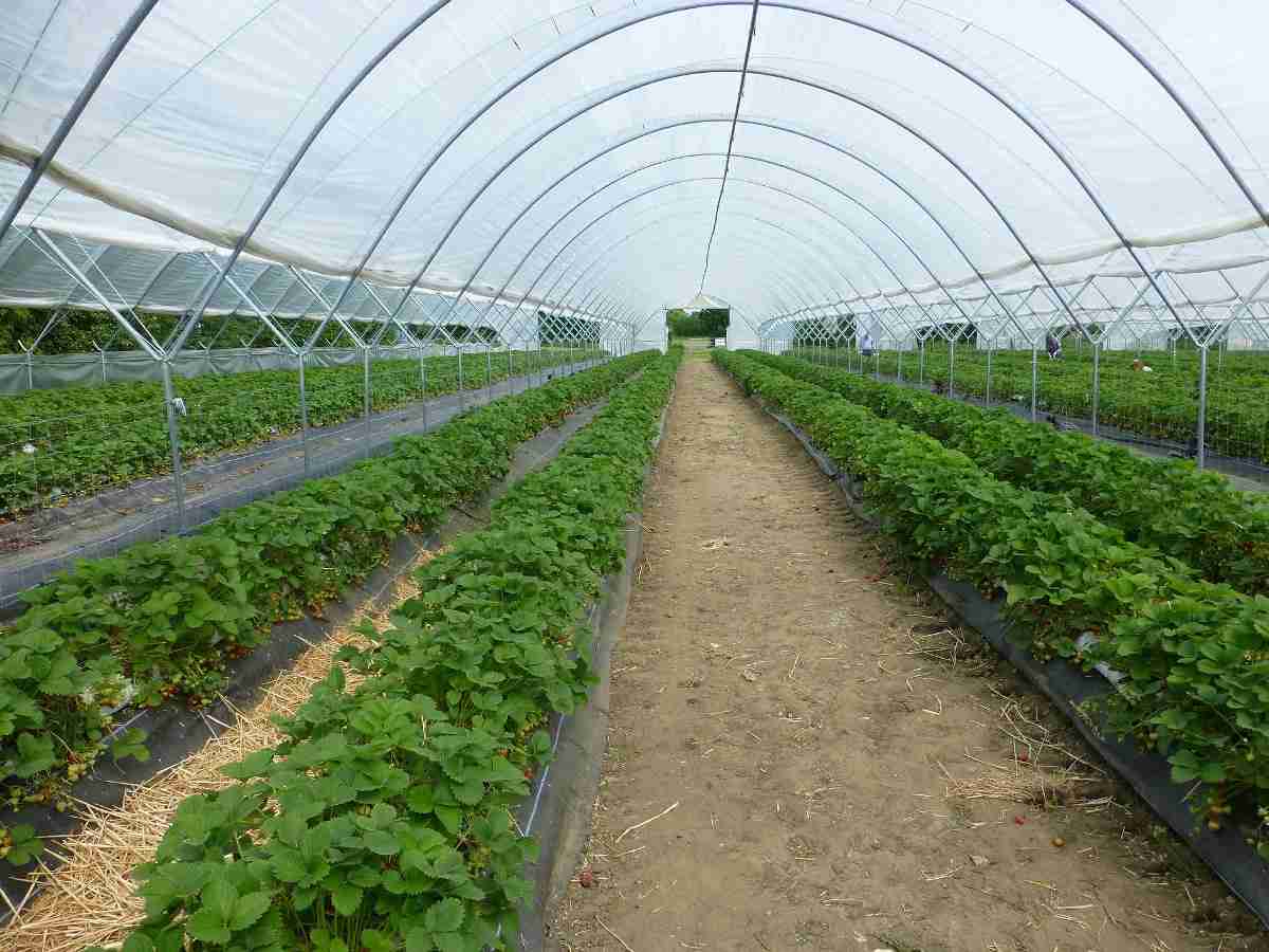 Knowing The Concept of Protected Cultivation in Agriculture