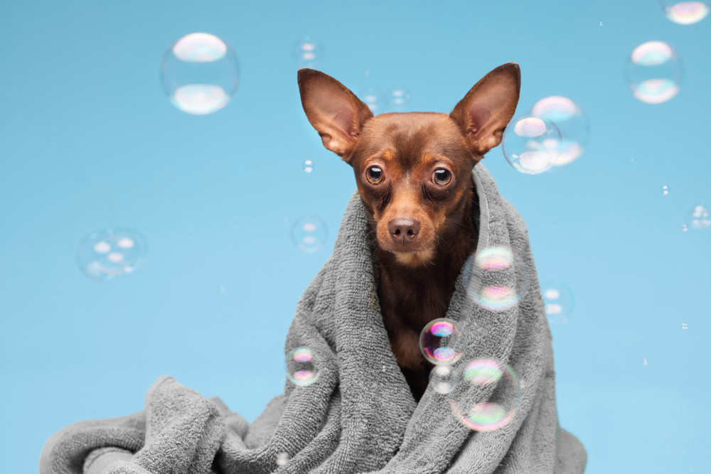 8 Signs Your Dog Needs a Medicated Bath