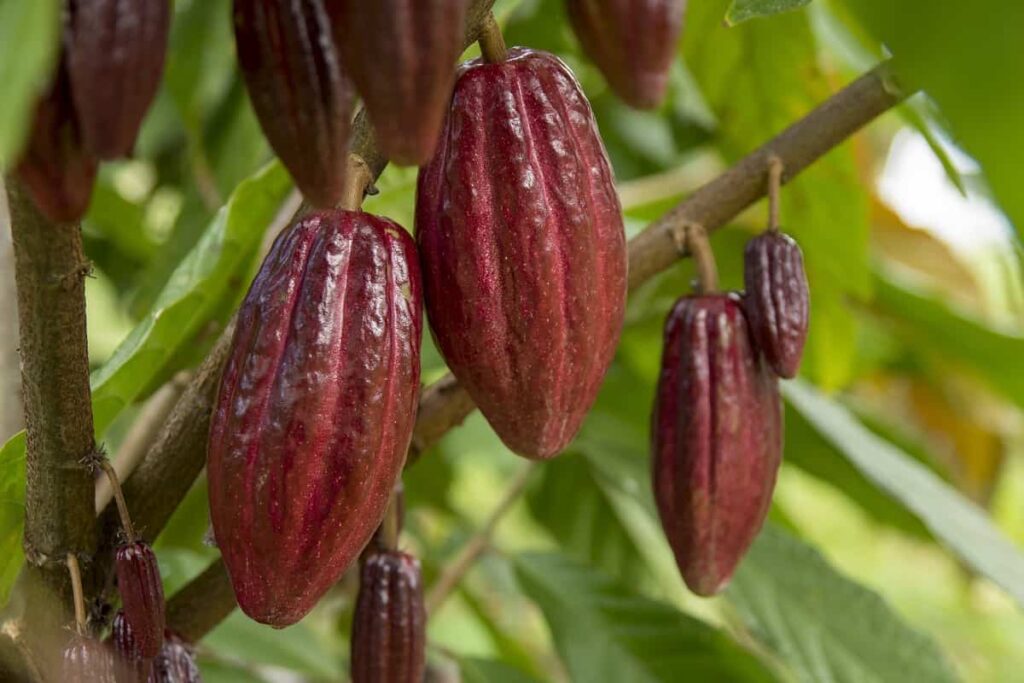 Cocoa Farming in India - Things you should know