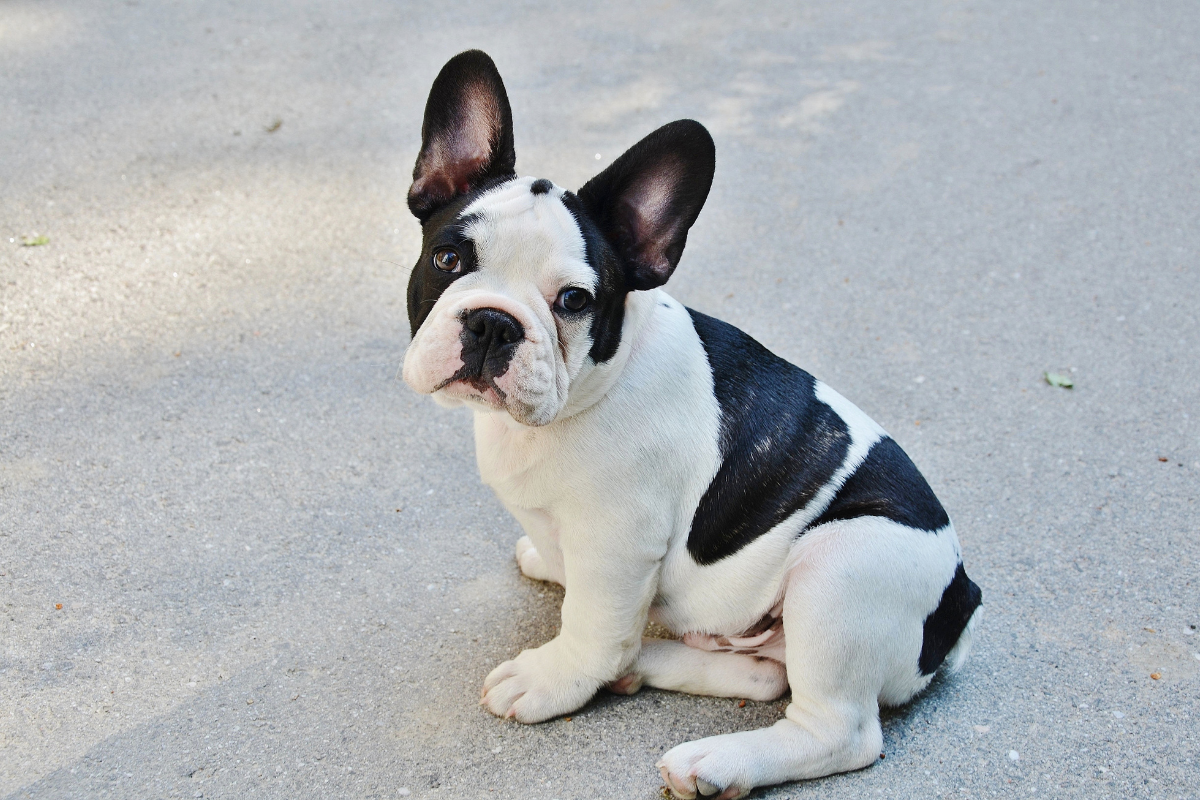 Isabella French Bulldog: A Unique Canine Companion with a Rare Coat Color