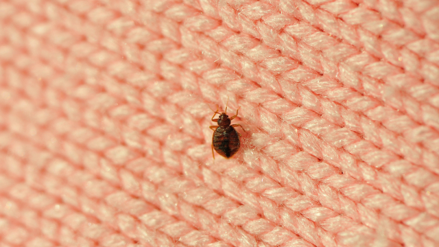 Unveiling Bed Bugs: Anatomy, Behavior, and Impacts Explained