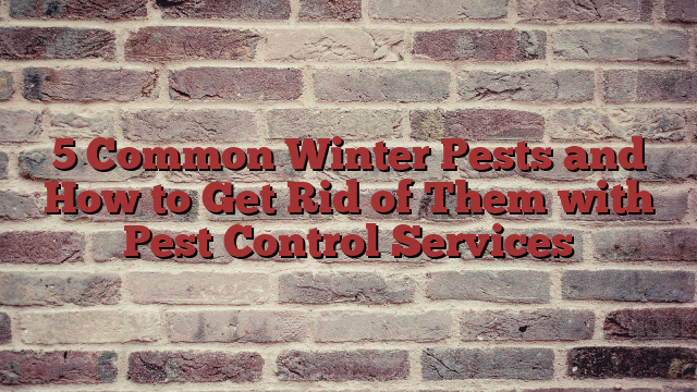 5 Common Winter Pests and How to Get Rid of Them with Pest Control Services