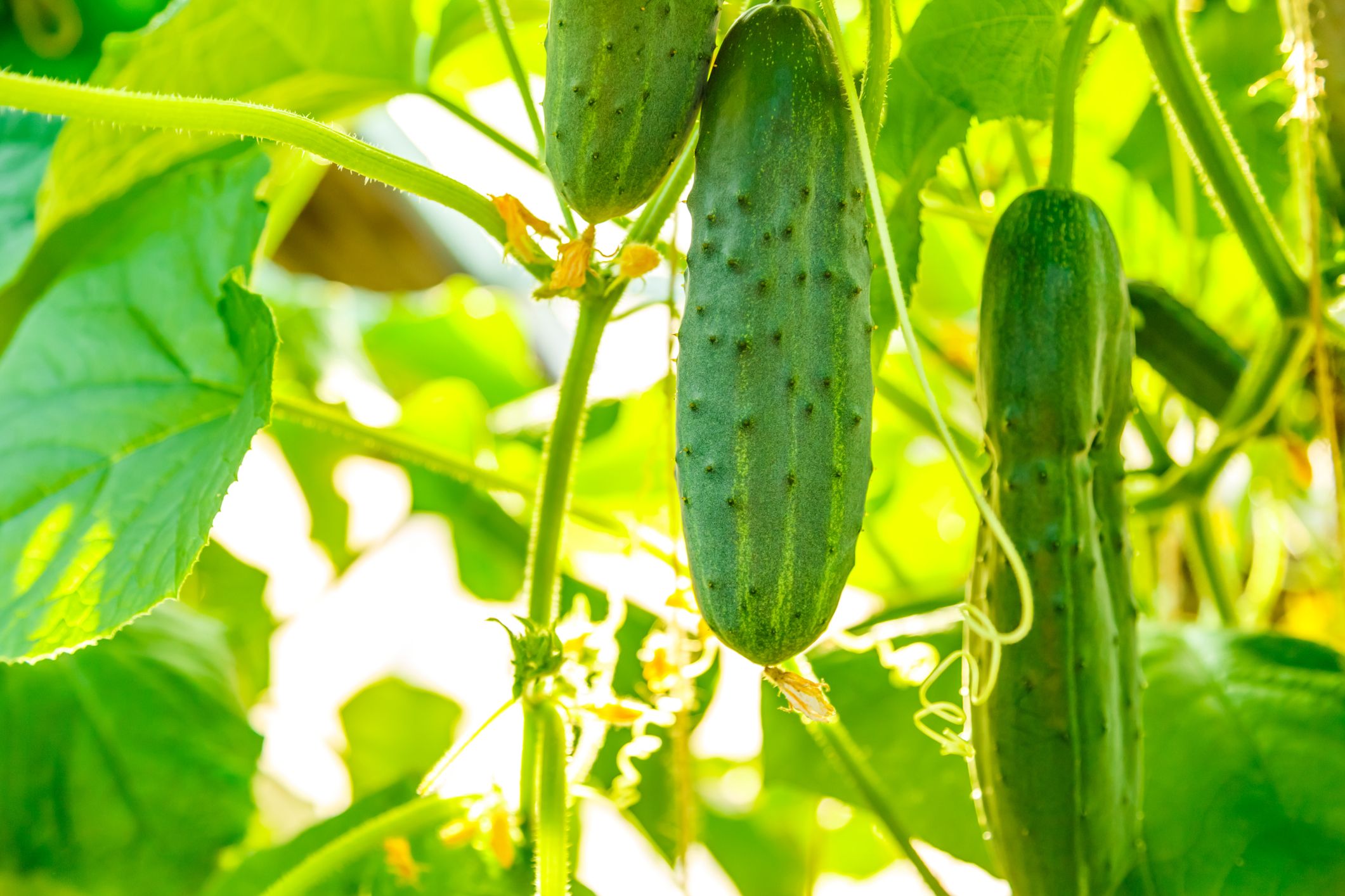 Cucumbers - Planting, Growing, And Harvesting Procedure