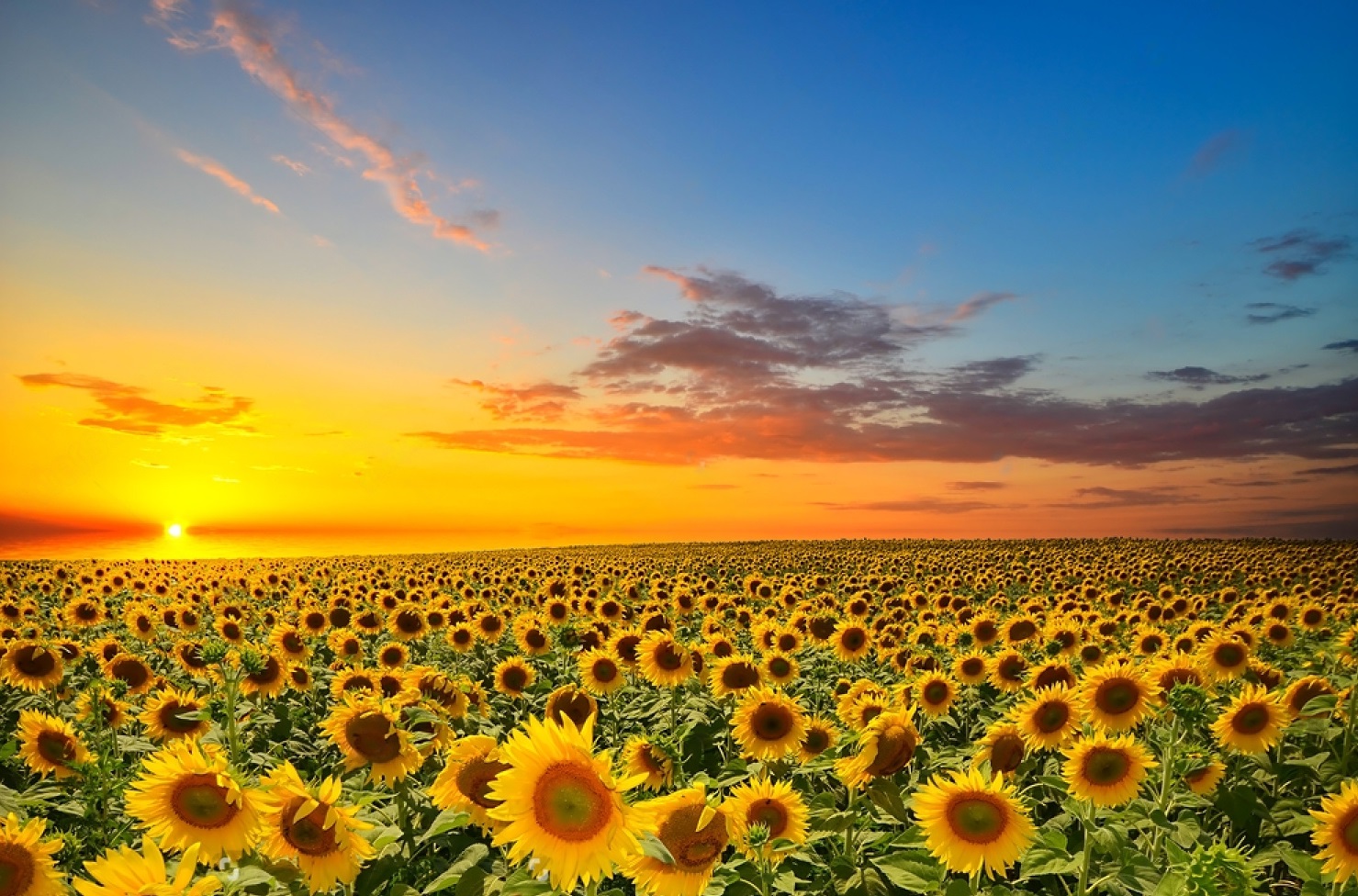 Sunflower farming: Growing sunshine with advantageous effects on the environment