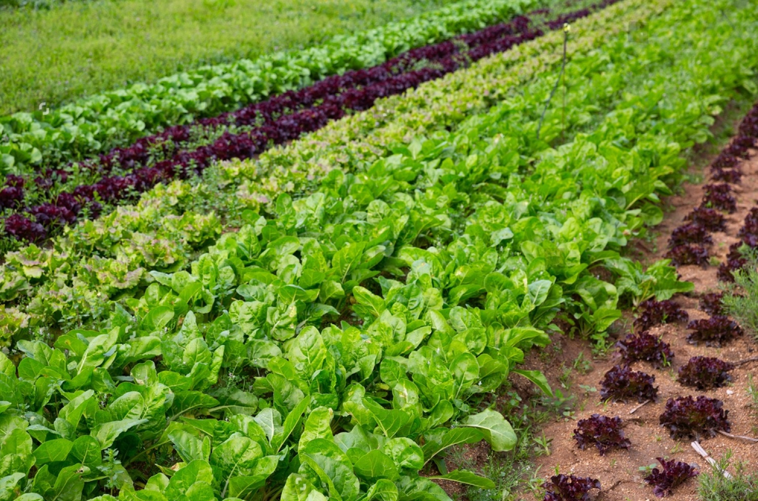A Comprehensive Guide to Spinach Farming in India: Cultivating Green Gold