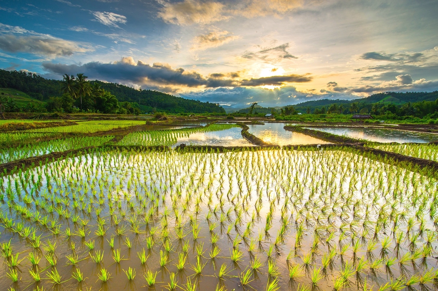 A Comprehensive Guide for Organic Rice Farming