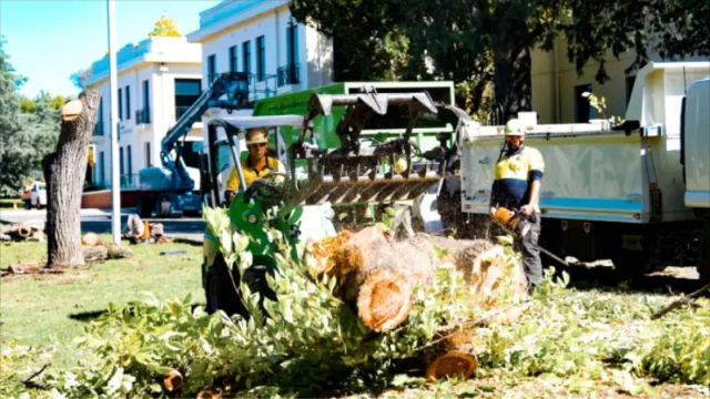 Your Partner for Tree Removal in Canberra| Obriens Trees