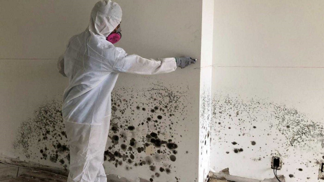 WHY MOLD REMEDIATION SPECIALISTS ARE NECESSARY?