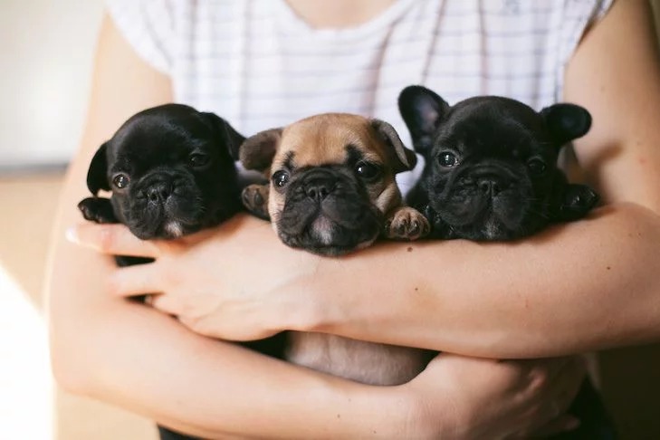 French Bulldog Puppies for Sale: Tips for Choosing the Perfect One