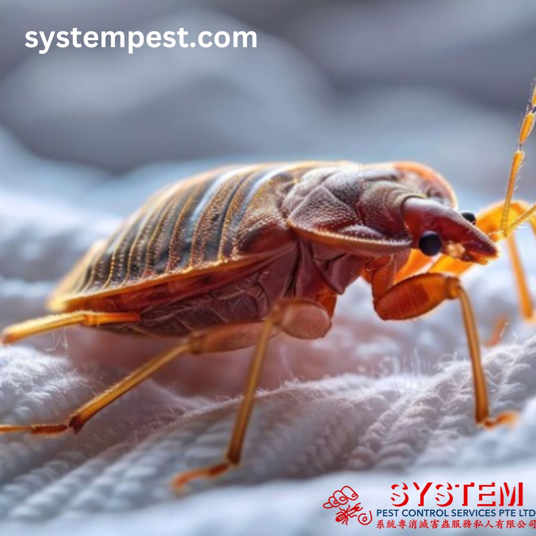 Protecting Your Home With Bedbug Control in Singapore