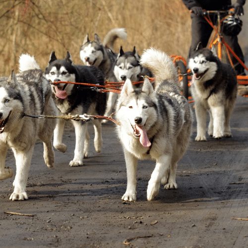 Unleashing the Charm: A Comprehensive Guide to the Types of Huskies