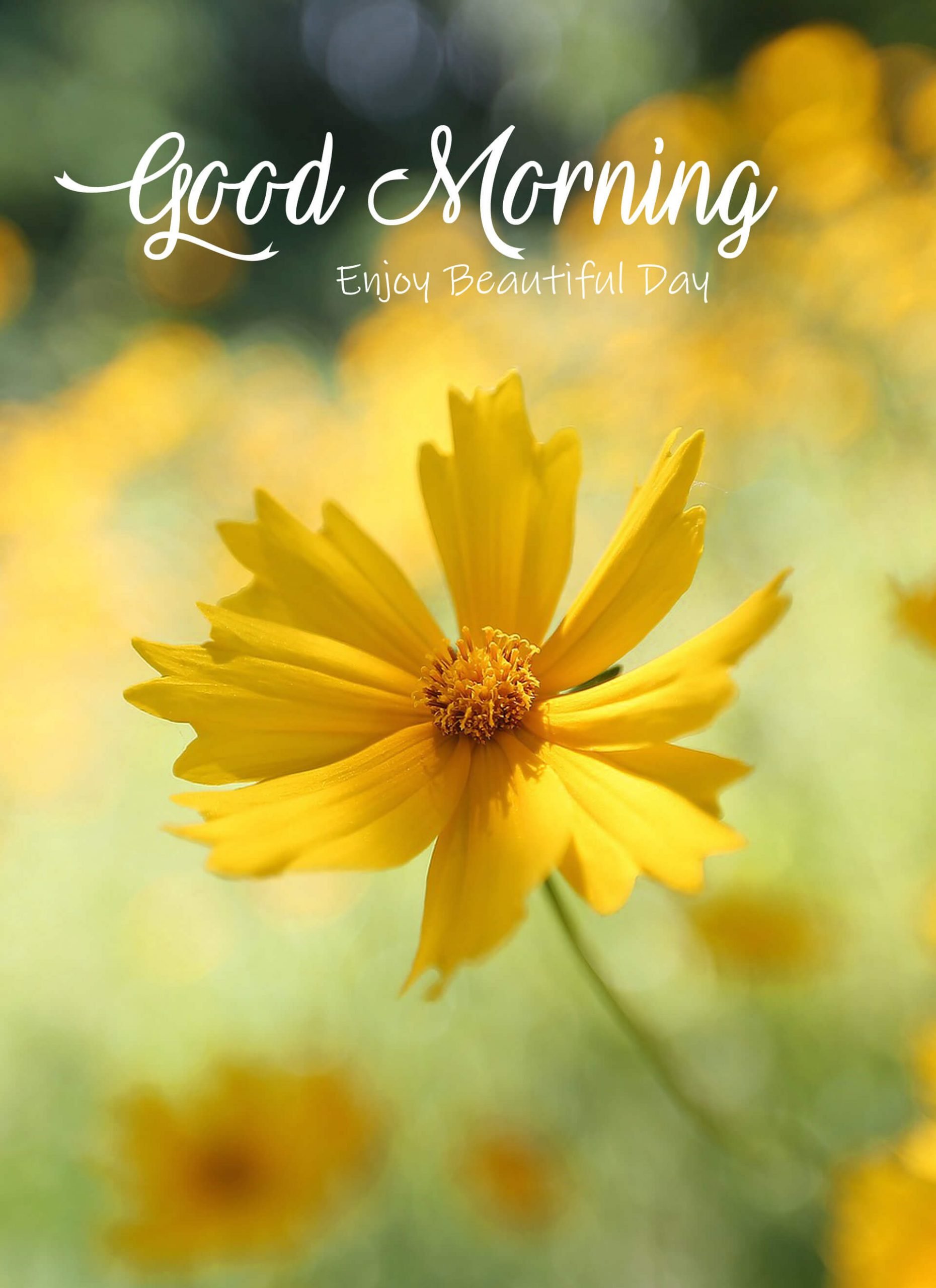 Best Good Morning Pictures & Wishes for Social Media Sharing