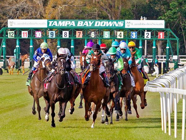 The Thrill, Tradition, and Triumph of Horse Racing