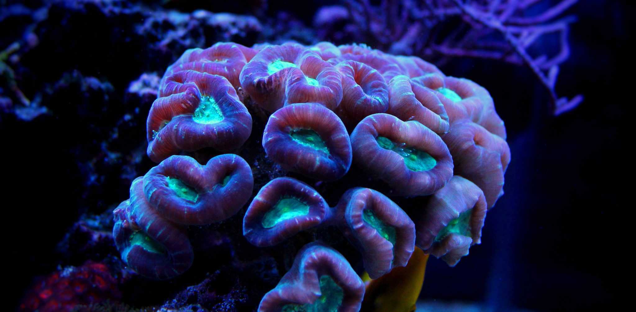 candy cane corals for sale