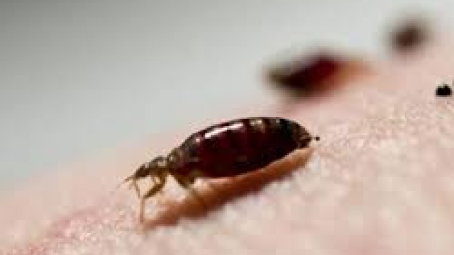 Why Your Peace of Mind Matters: Bed Bug Removal in Singapore Explored