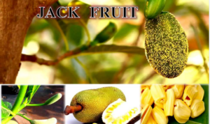 Major Jackfruit Production States in India