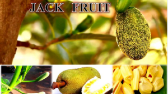 The Complete Guide to Jackfruit Farming in India