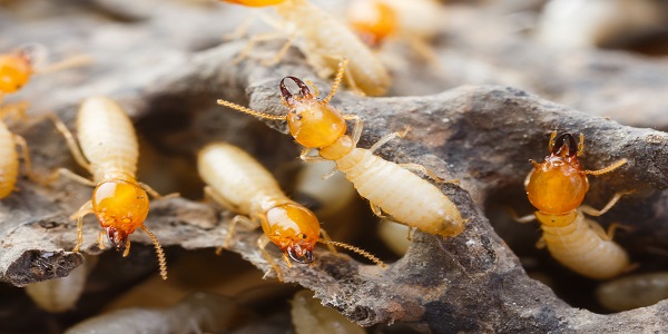termite service