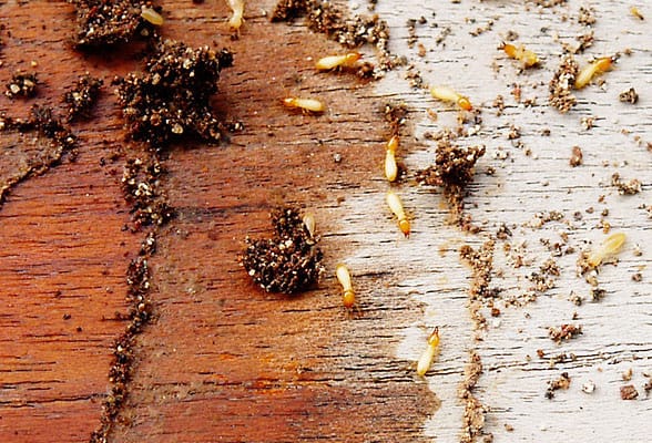 Termite Control Services in Lahore