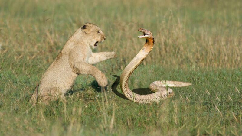 Do Snakes Prey Only on Larger Animals?