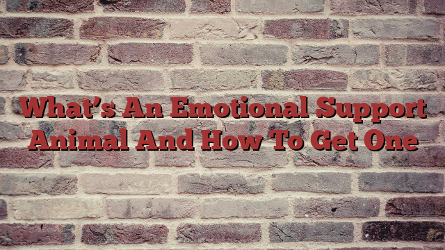 What’s An Emotional Support Animal And How To Get One