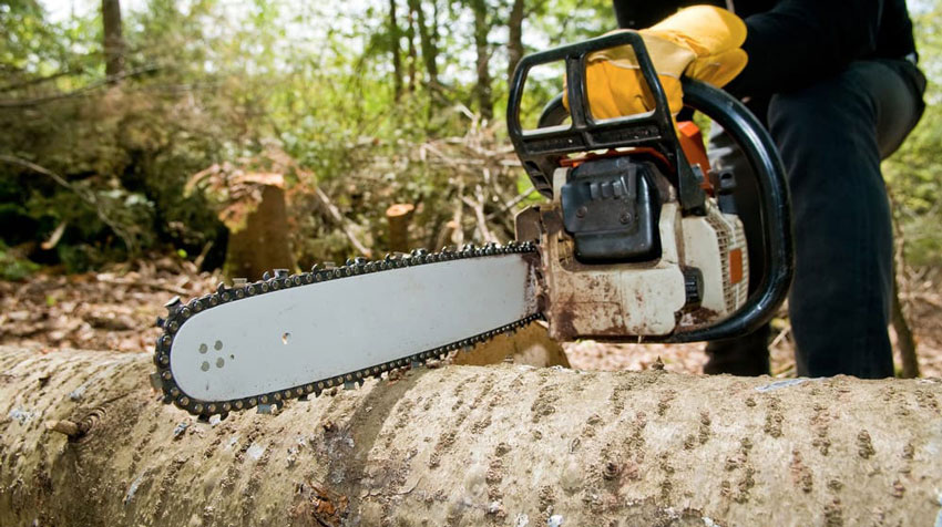 Comprehensive Guide to Tree Services in Las Vegas