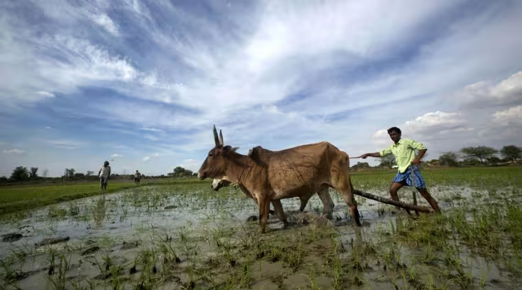 Agriculture in India: Nurturing Growth, Challenges, and Opportunities