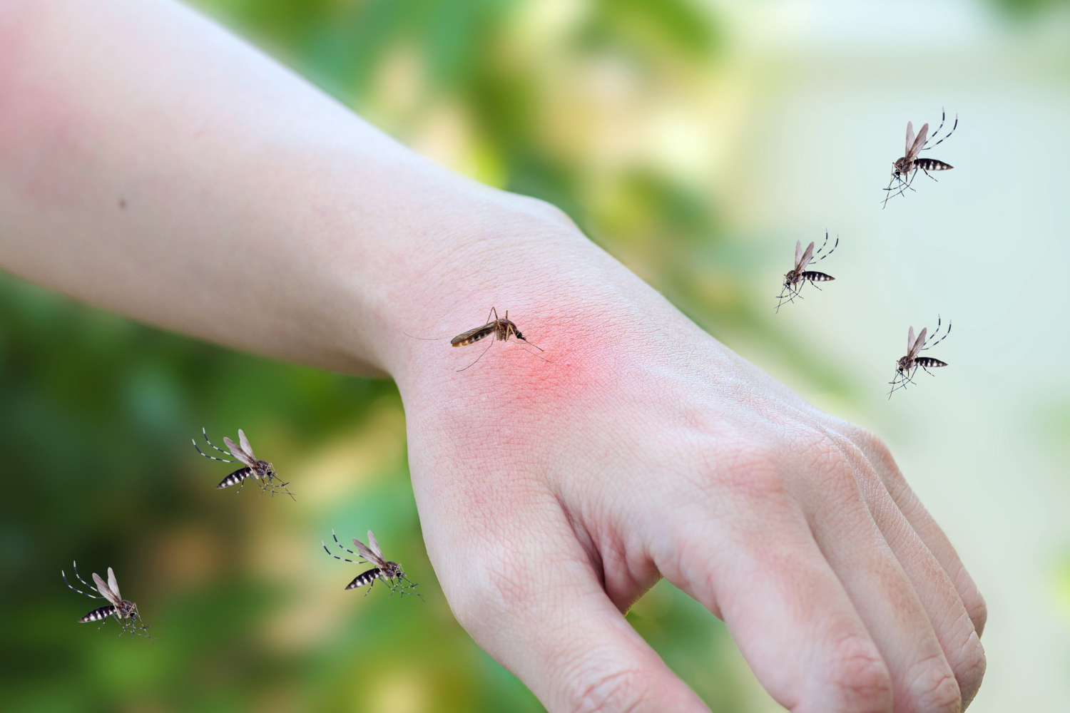 mosquito prevention Singapore | Singapore mosquito control