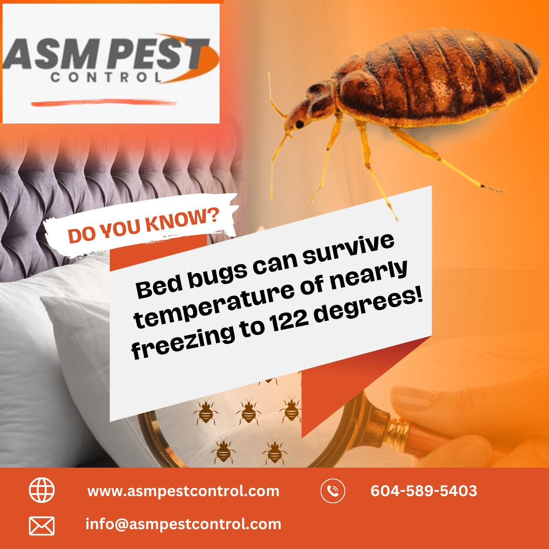 How to Easily Perform Bed Bug Control Coquitlam – The Ultimate Guide for 2024
