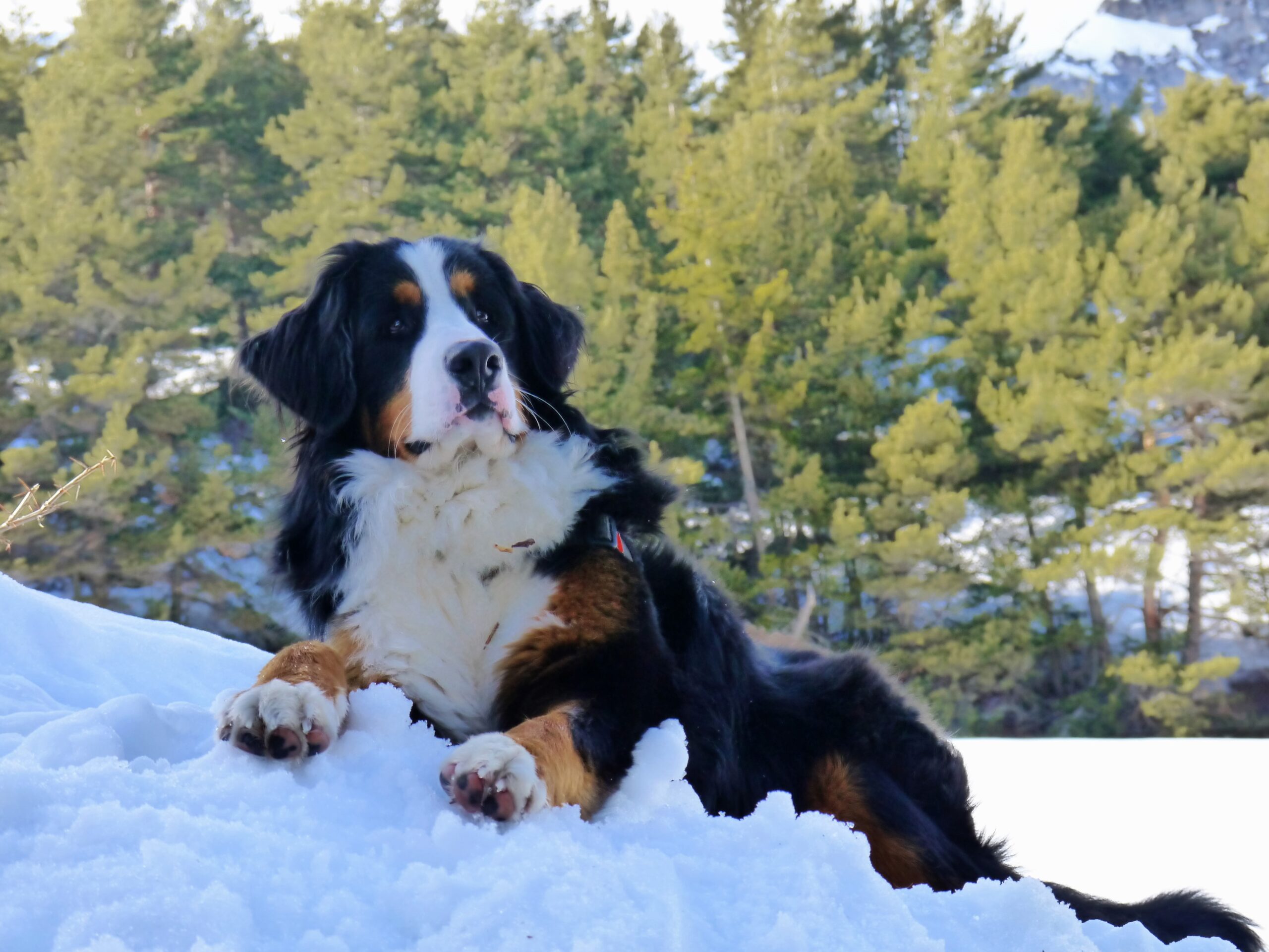 Food for Bernese Mountain Dogs