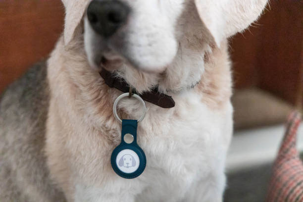 Pet Bling Revolution: Elevate Your Furry Friend’s Look with Trendsetting Stainless Steel Tags
