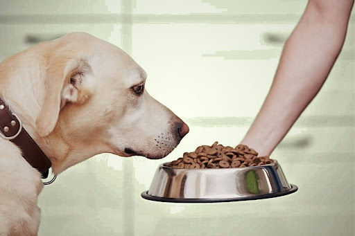 A Comprehensive Guide to Choosing the Right Skinner’s Dog Food Formula for Your Dog’s Needs