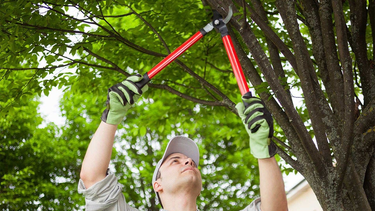 The Functional Benefits of Regular Tree Pruning