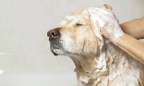 Doggy Spa Day: Elevate Bath Time with the Best Dog Shampoos